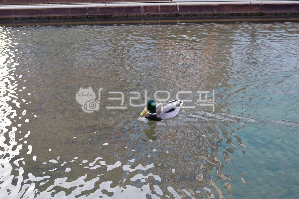 불광천,오리,조류,야생조류,하천,seoul,duck,bird,wildbird,pair,river,동물,animal