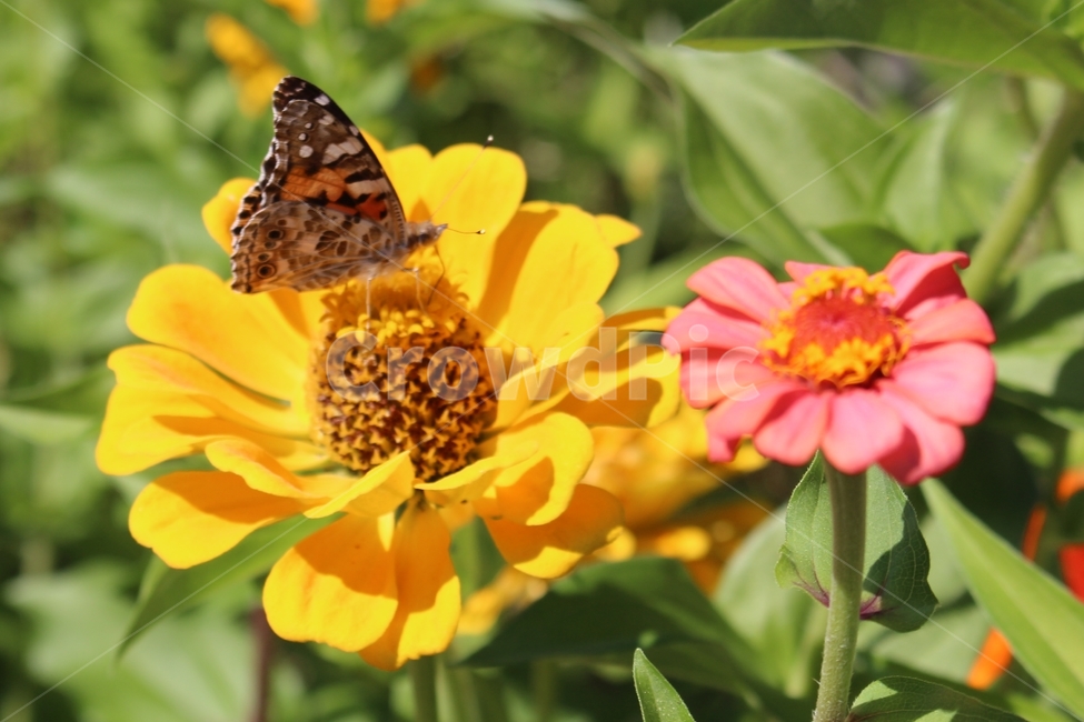 가을,들꽃,백일홍,나비,꽃,식물,자연,plants,nature,꽃,flower,동물,animal,곤충,벌레,insect,bug