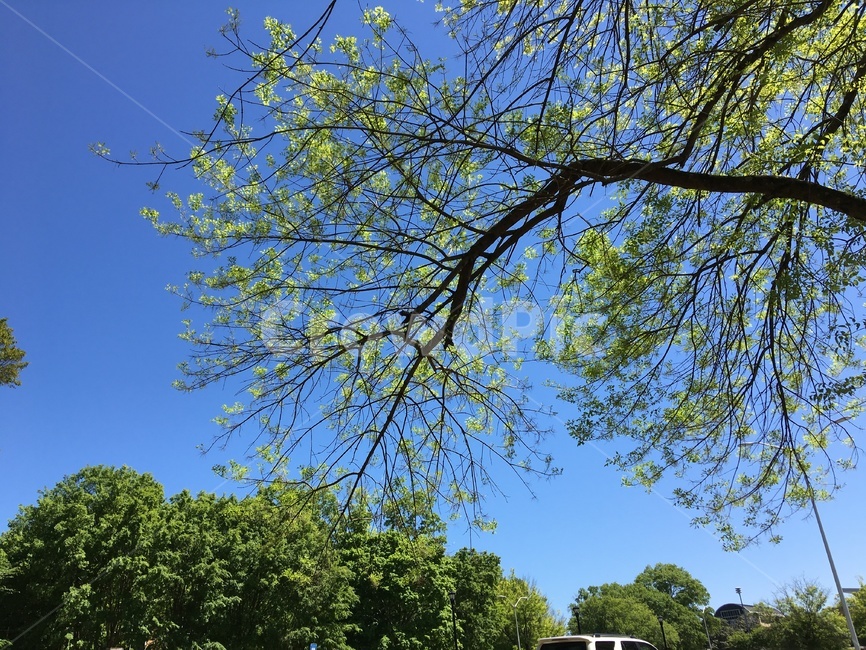 하늘,나무,초록색,나뭇가지,sky,trees,green,blue,bough