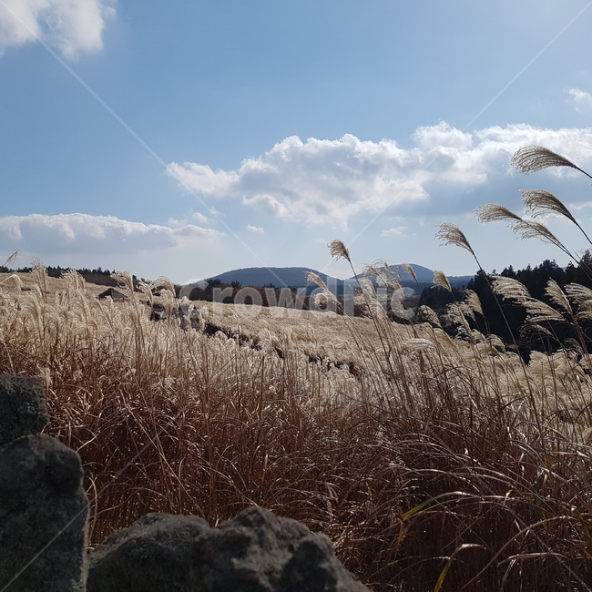 구름,갈대,plant,제주도,산굼부리,가을,계절,fall,autumn,season