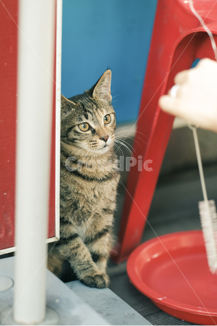고양이,야옹이,길고양이,길냥이,캣맘,야옹,캣,동물,animal,포유류,mammal,고양이,cat,kitten,kitty