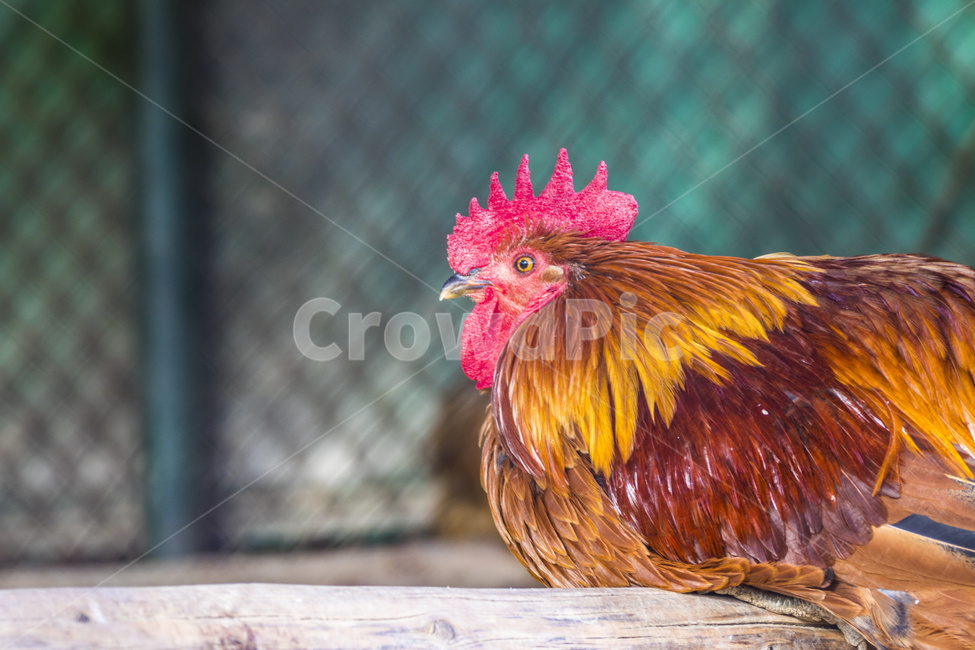 동물,닭,토종닭,수탉,새,조류,부리,가축,닭띠,동물,animal,조류,새,birds
