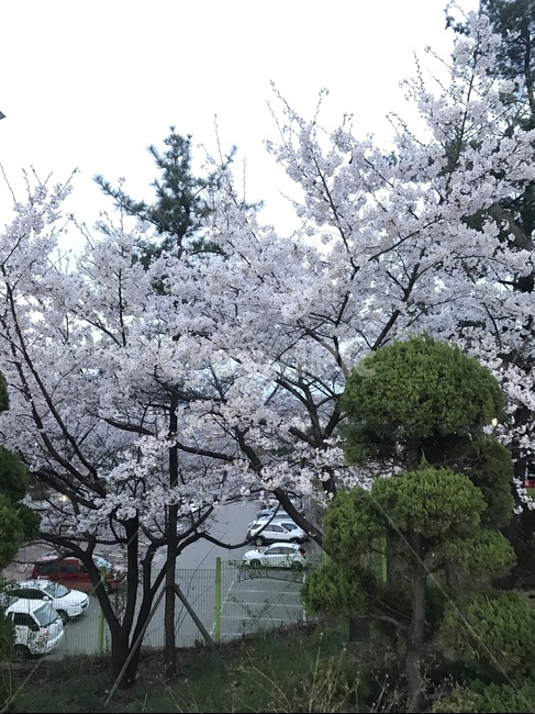 벚꽃,풍경,식물,plant,배경