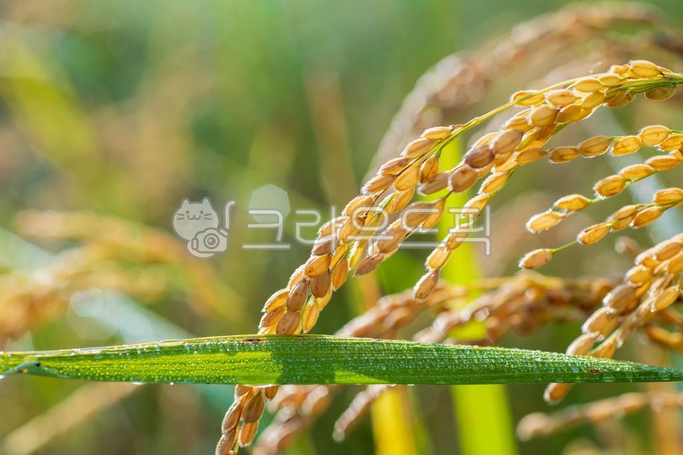 벼, 이삭, 논, 곡식, 농업, 사진,이미지,일러스트,캘리그…