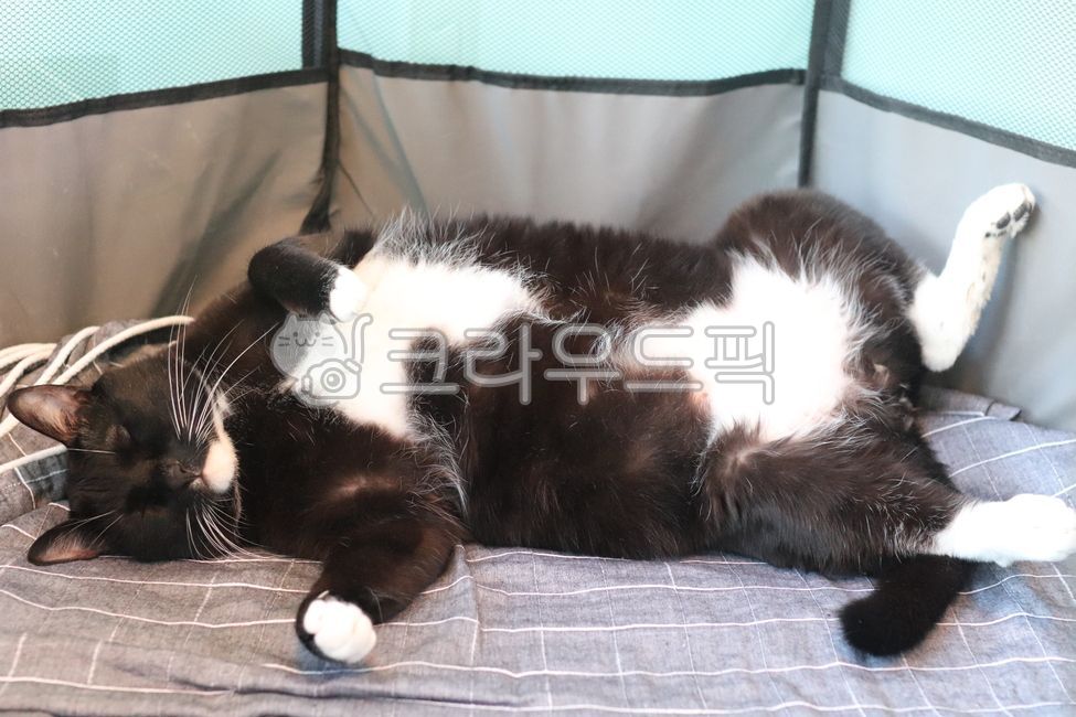 고양이,코리안숏헤어,턱시도,돼지,뚱냥이