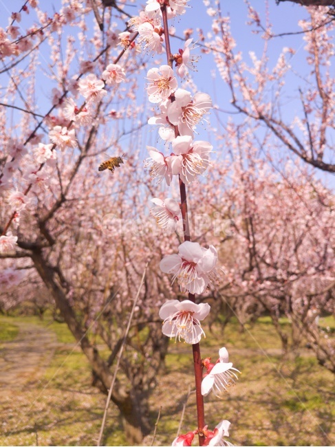 매화,봄,꽃,풍경,감성,자연,봄,계절,spring,season,식물,자연,plants,nature,꽃,flower,색깔,색상,색채,색감,color sense,color sensitivity,feeling of color,plant,blossom,cherry blossom,벚꽃