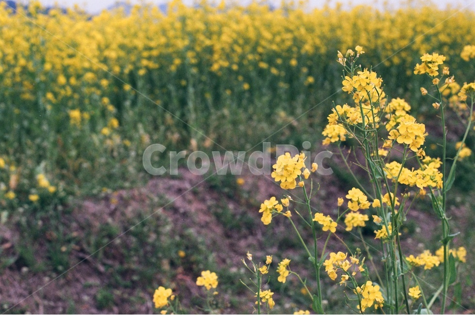 부산,대저생태공원,유채꽃,대저생태공원유체꽃축제,Film,Filmcamera,필름카메라,필름,감성사진,필름감성,봄,계절,spring,season,식물,자연,plants,nature,꽃,flower,plant,blossom