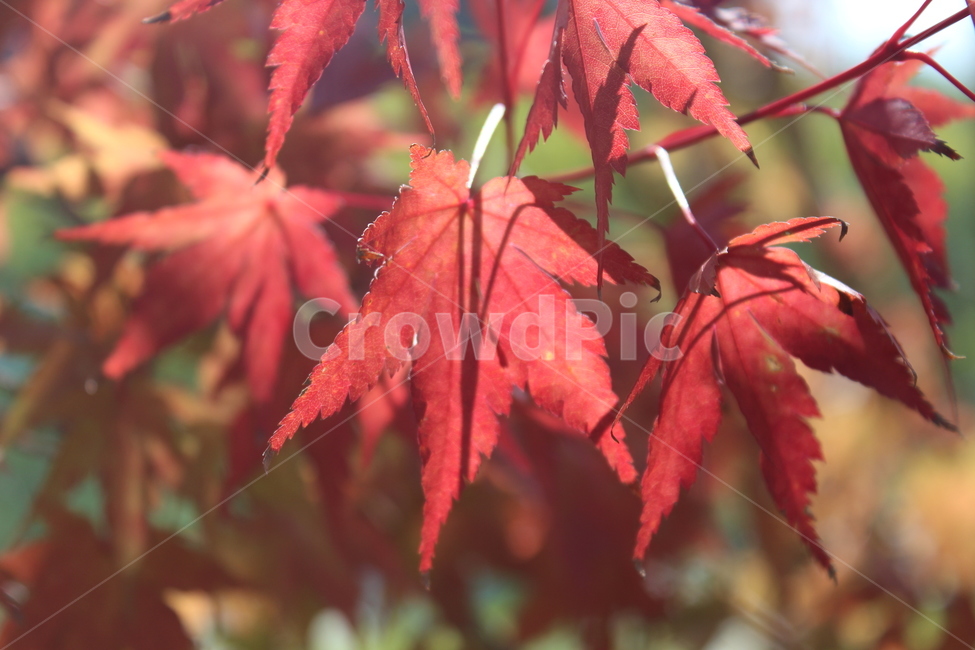 maple,plant,식물,leaf,잎,단풍,가을,계절,fall,autumn,season,tree,나무