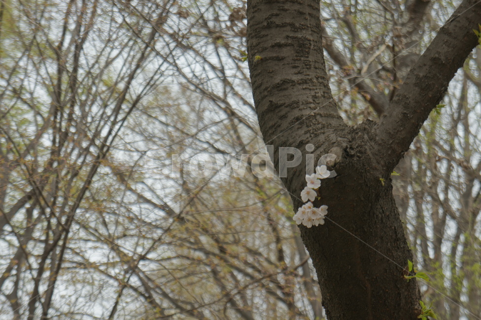 나무,tree,식물,벚꽃,plant,식물,자연,plants,nature,나무,trees,wood