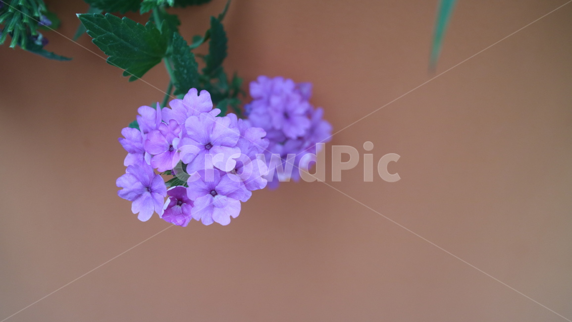 꽃,제라늄,보라,식물,자연,관상용,flower,purple,plant