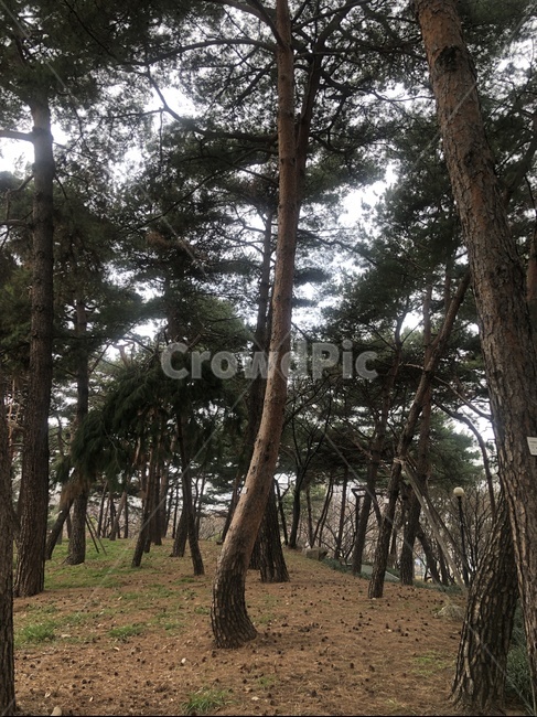 나무,소나무,산,동산,산책,자연,pinetree,pine,tree,plant