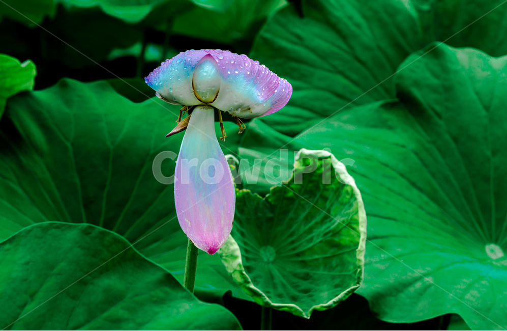 연꽃,연잎,만개,문양,무늬,자연,식물,자연,plants,nature,꽃,flower