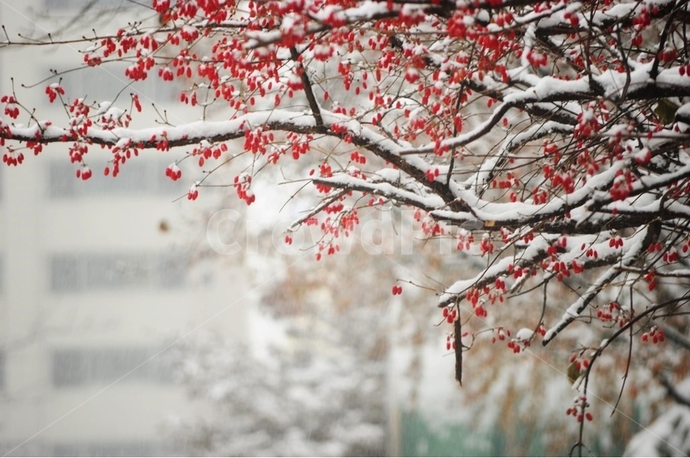 산수유,산수유열매,눈과산수유,겨울,열매,겨울,계절,winter,season,식물,자연,plants,nature,나무,trees,wood