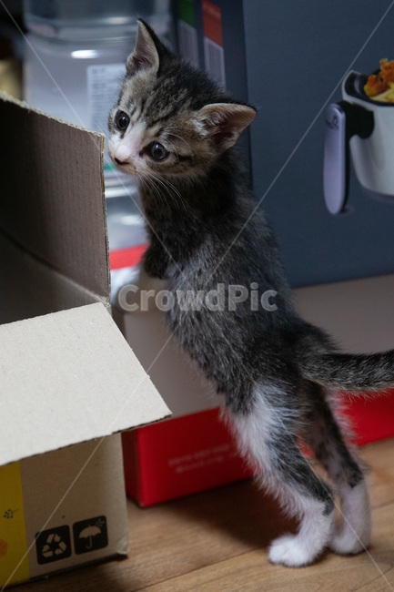 고양이,아기고양이,pet,새끼고양이,cat,귀여운고양이,kitten,kitty,cutecat