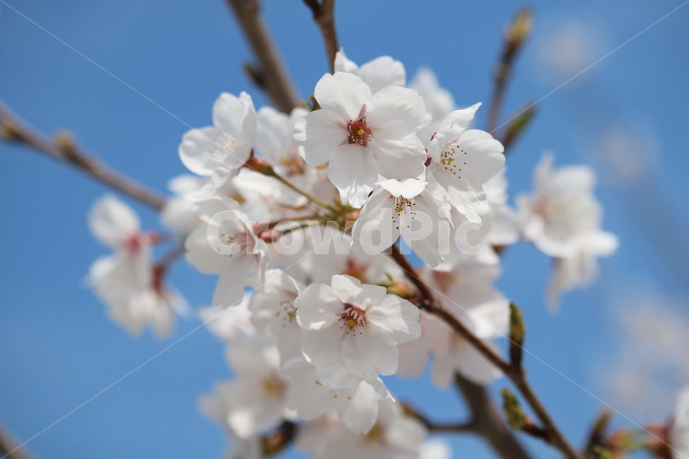 벚꽃,꽃,봄,분홍색,하얀색,갈색,계절,색깔,식물,자연,cherryblossom,pink,brown,white,flower,spring,season,color,plant,nature,봄,계절,spring,season,식물,자연,plants,nature,꽃,flower,blossom