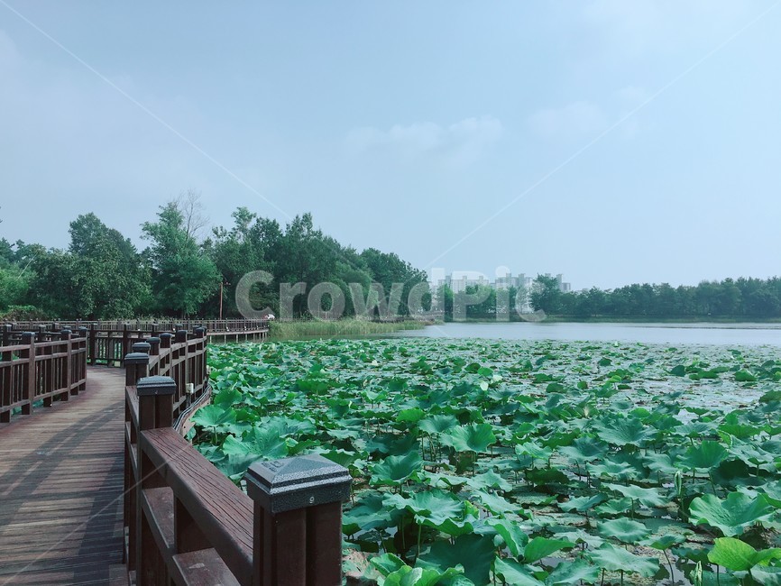 공원,park,강,river,연꽃,연꽃잎,alotusflower,자연,nature,다리,bridge,나무,tree,배경,분위기있는,산책로