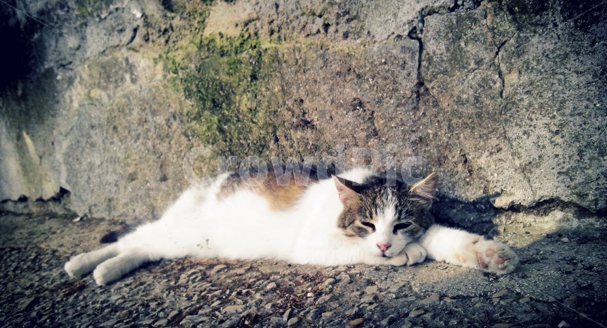 고양이,휴식,낮잠,평화,동물,반려묘,동물,animal,포유류,mammal,고양이,cat,kitten,kitty