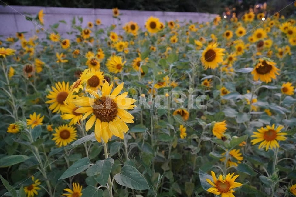 자연,꽃,식물,해바라기,sunflower,blossom,flower,plant