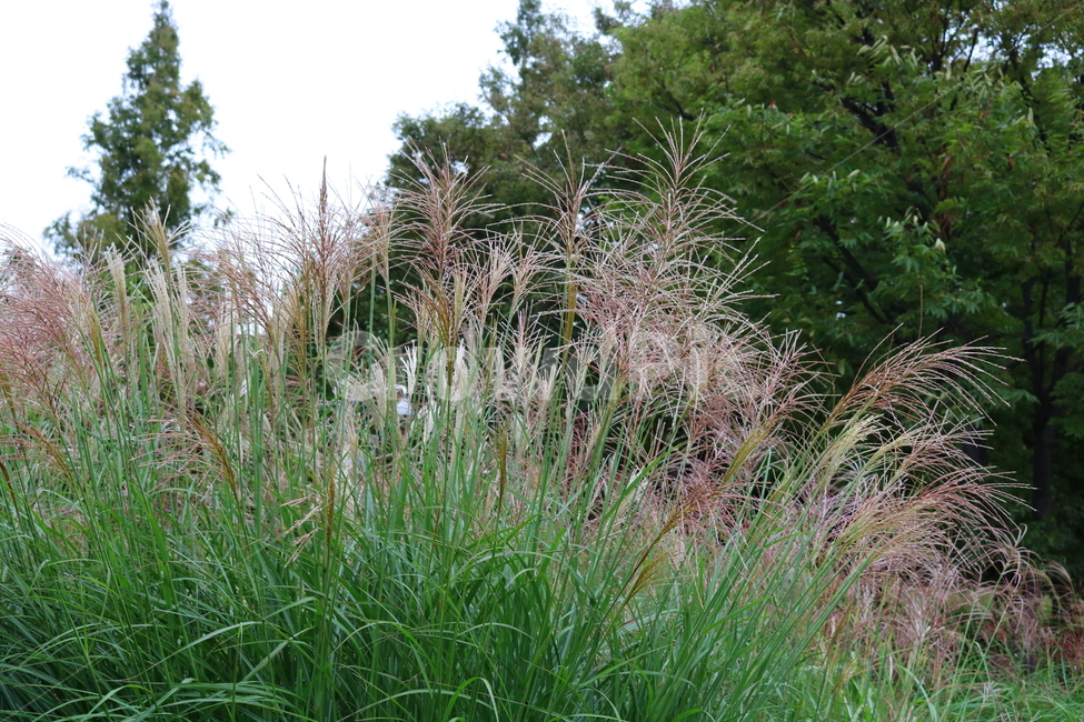 억새,풀,억새풀,식물,자연,들풀,두영,가을,식물,자연,plants,nature