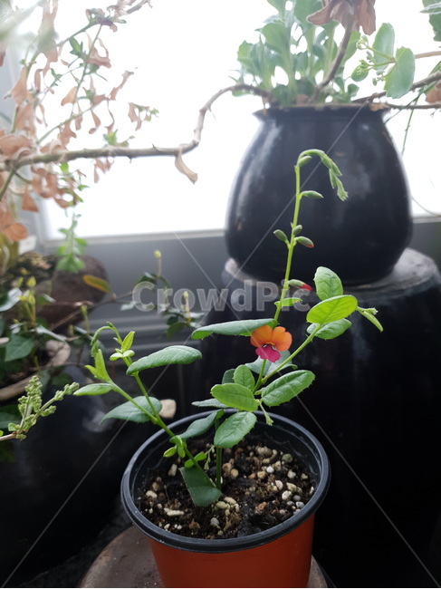 꽃,봄,콩꽃,베란다,식물,식물,자연,plants,nature,꽃,flower,실내용화초,화분,화초,house plant
