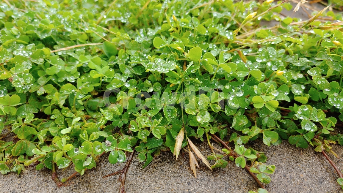 세잎클로버,클로버,clover,trifoliumrepensl,trifolium,아일랜드국화