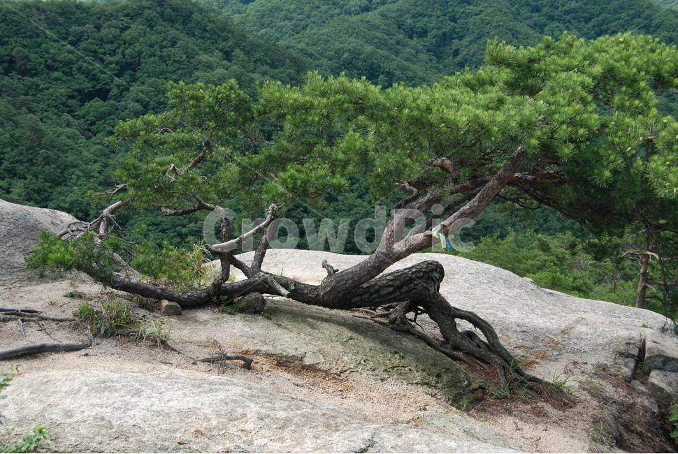 여름,하늘,국유림,한국,휴양지,등산로,식물,자연,plants,nature,나무,trees,wood