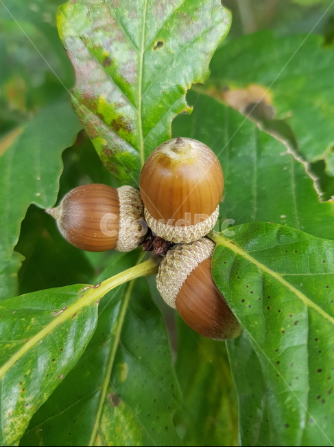 plant,식물,너트,곡물,nut