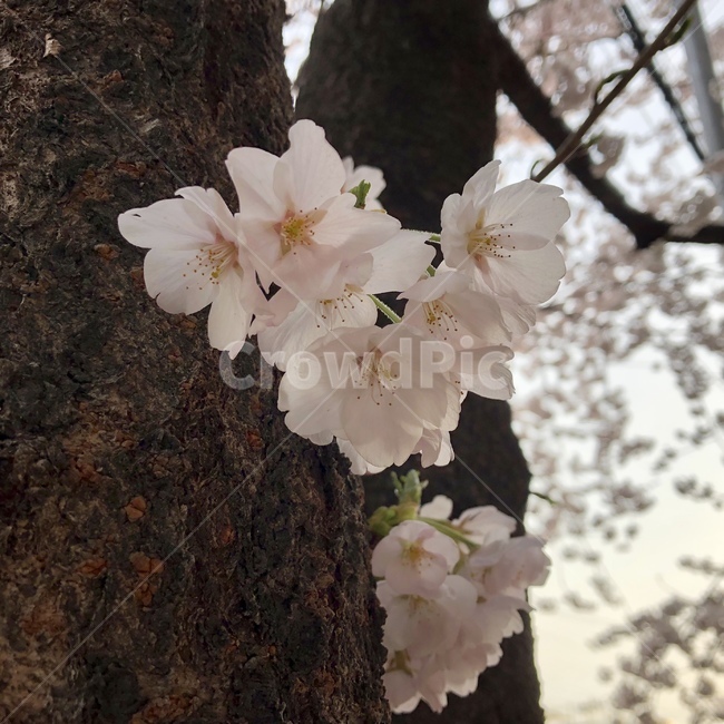 꽃,벚꽃,봄,나무,자연,분홍