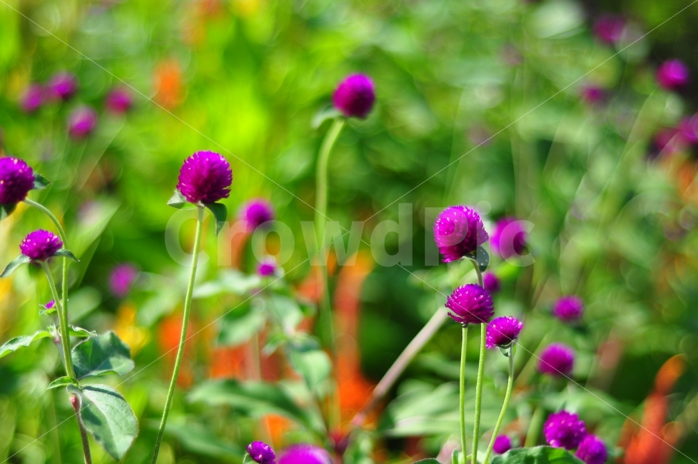 어린이대공원,꽃,꽃밭,자연,보라색,식물,계절,childrensgrandpark,grandpark,park,flower,flowergarden,garden,purple,color,nature,season,식물,자연,plants,nature,꽃,flower