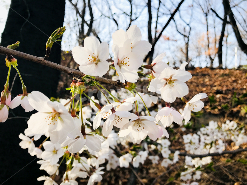 벚꽃,봄꽃,꽃,봄,벚나무,나무,자연,계절,blossom,spring,flower,plant,nature,season,식물,자연,plants,nature,꽃,flower