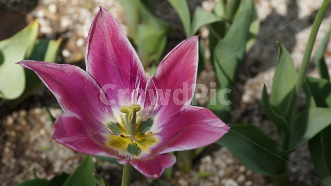 꽃,봄꽃,자연,풍경,튜울립,봄,계절,spring,season,식물,자연,plants,nature,꽃,flower,plant