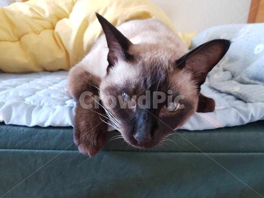 샴,샴고양이,cat,고양이,반려묘,반려,검정고양이,포유류,animal,단모,낮잠,family,휴식,rest,애완동물,pet,동물,동물,animal,포유류,mammal,고양이,cat,kitten,kitty