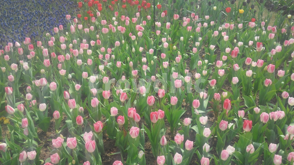 꽃,튤립,flower,식물,자연,plant,blossom