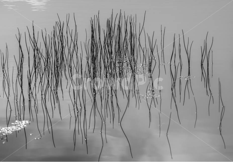 식물,자연,야생,군락,흑백,수생,자연,풍경,nature,landscape,식물,plants,흑백,모노톤,monochrome,black and white,grass,잔디,plant,lawn