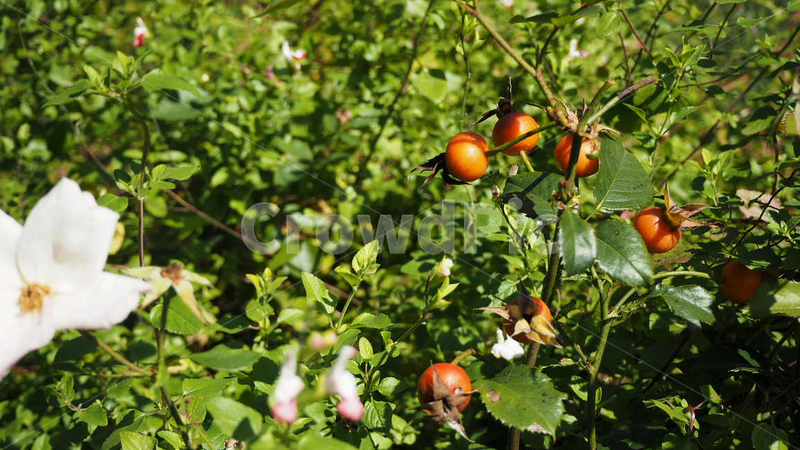 열매,나뭇잎,식물,fruit,leaf,plant,빨간색열매,redberries,식물,자연,plants,nature