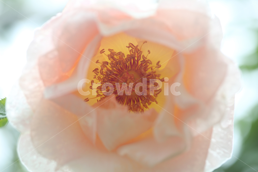 꽃,장미,flower,rose,봄,spring,식물,자연,plants,nature,꽃,flower,감성,sensible,feeling