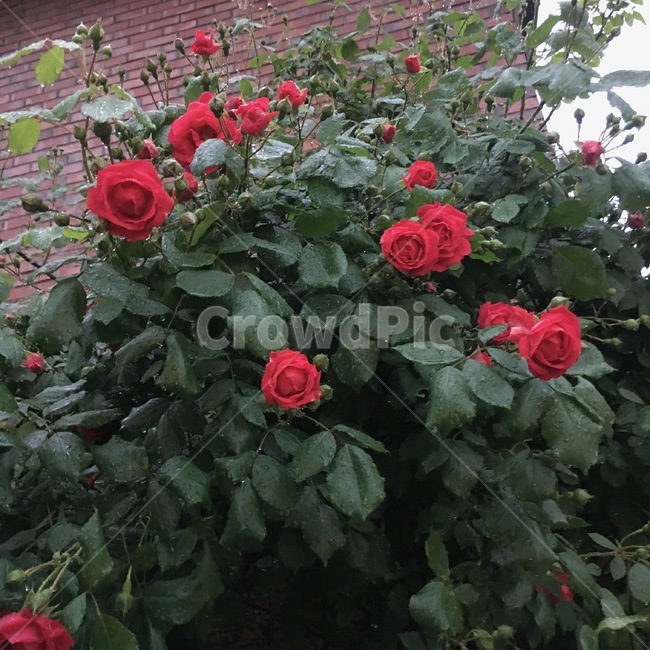 장미,5월의꽃,젖은장미,빨간꽃,비오는날,식물,자연,plants,nature,꽃,flower,비,비오는날,rain,rainy