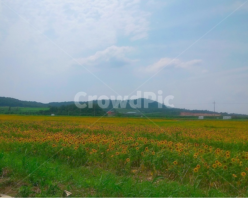 해바라기,시골,옥외,field,자연,nature