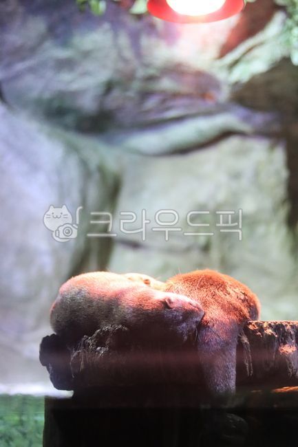 물고기,동물,수족관,물,아쿠아리움,aquarium,fish,animal