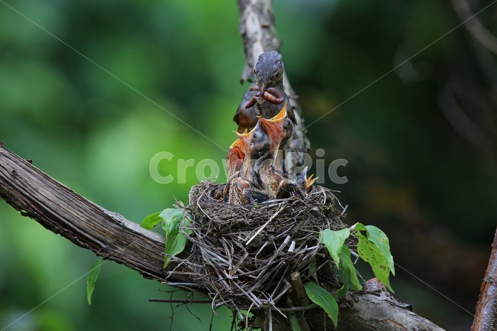 조류,감성,모정,가족,사랑,동물,animal,조류,새,birds