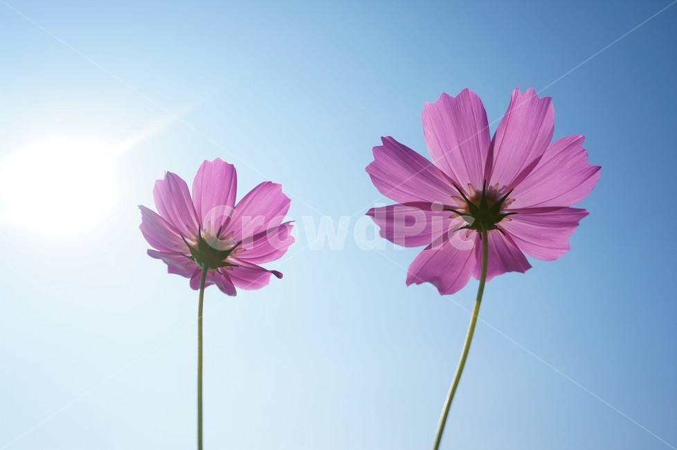 plant,식물,petal,flower,꽃잎,꽃,blossom,코스모스,가을,푸른하늘,햇살,따뜻한,따스한,하늘하늘,landscape,scenery,scene,view,natural,nature