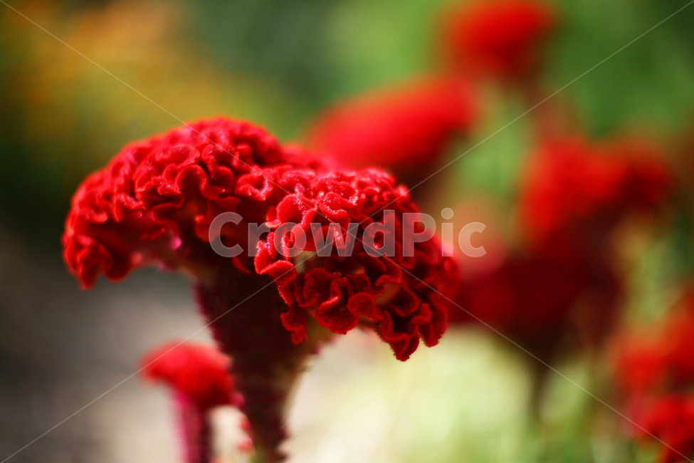맨드라미,가을꽃,꽃,식물,따뜻한사랑,식물,자연,plants,nature,꽃,flower