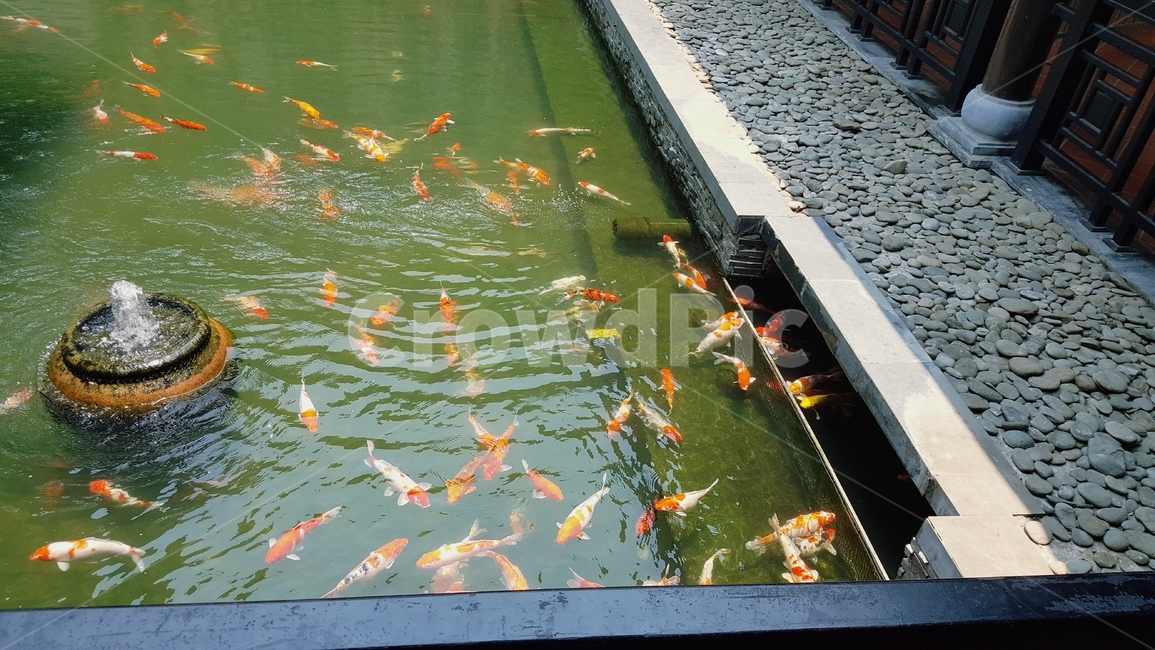 잉어,정원,연못,물고기,주황색,조약돌,분수,carp,yard,pond,pebble,fountain,동물,animal,어류,물고기,fish