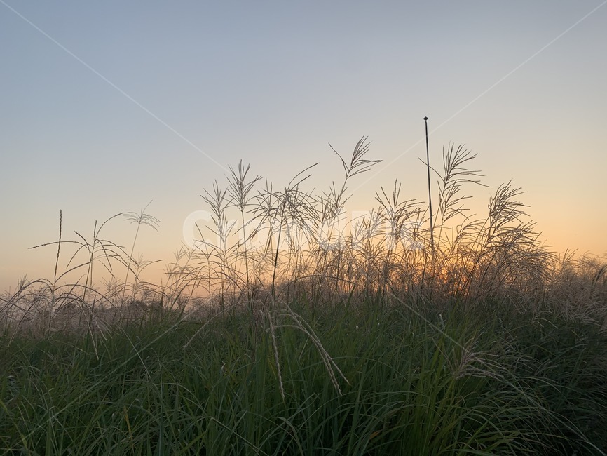 하늘공원,억새축제,억새,풍경,노을,하늘,식물,park,flamegrass,sky,plant,sunset