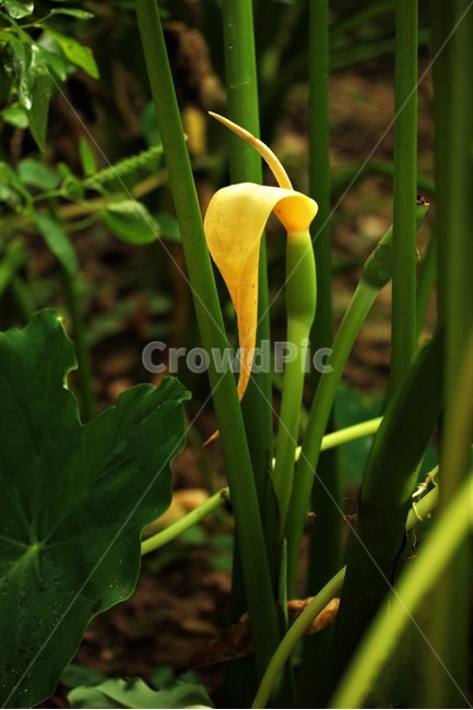 토란,천남성과,여러해살이풀,동남아시아원산,재배식물,식물,자연,plants,nature