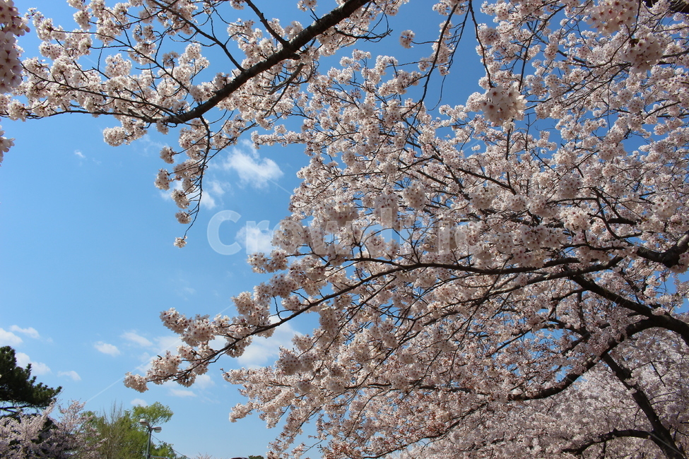 벚꽃,벚꽃나무,봄꽃,cherryblossom,체리블라썸,봄,벚꽃만개,4월벚꽃,일상,풍경,봄,계절,spring,season,plant,식물,flower,꽃,blossom,cherry blossom