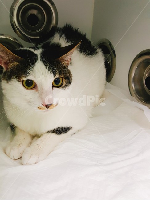 고양이,동물,cat,animal,반려묘,동물,animal,포유류,mammal,고양이,cat,kitten,kitty