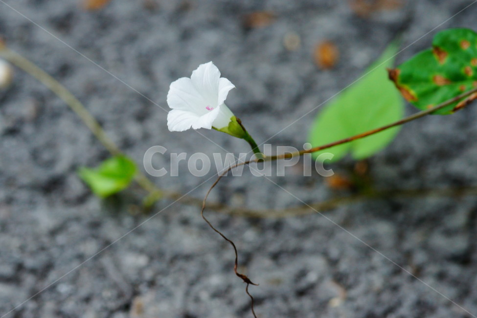 flower,꽃,plant,식물,blossom,식물,자연,plants,nature,꽃,flower