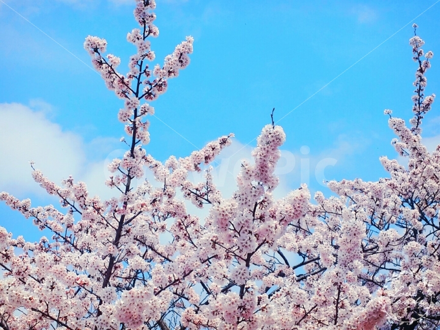 벚꽃,꽃,하늘,구름,봄,Flower,Cherryflower,Sky,하양,파랑,분홍,나무,나뭇가지,봄,계절,spring,season,식물,자연,plants,nature,꽃,flower,plant,blossom