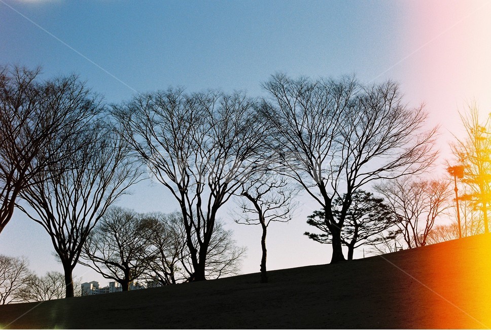 진주성,필름사진,빛번짐,역광,진주,나무,실루엣,irradiation,filmphotography,jinjuseong,backlight,tree,자연,풍경,nature,landscape,실루엣,그림자,silhouette,shadow,감성,sensible,feeling,plant,식물